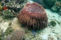 Giant Barrel Sponge