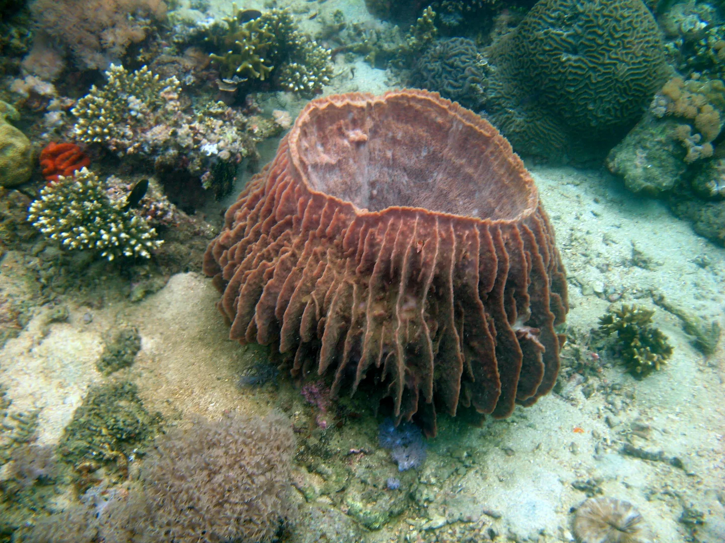Giant Barrel Sponge