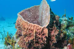 Tall barrel-shaped sponge with an open top against blue water