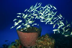 A shoal of silvery fish swimming above a giant barrel sponge