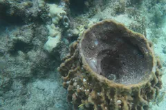 Looking down into the wide open top of a giant barrel sponge