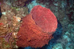 Reddish giant barrel sponge tilted on a coral reef