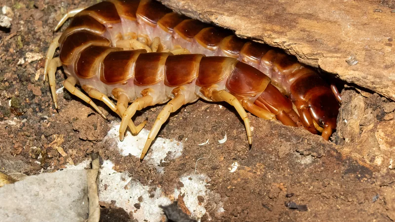 Orange and brown giant centipede curled at the edge of a log on bare earth