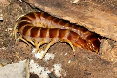 Orange and brown giant centipede curled at the edge of a log on bare earth