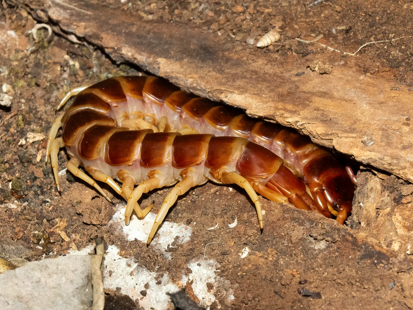 Orange and brown giant centipede curled at the edge of a log on bare earth
