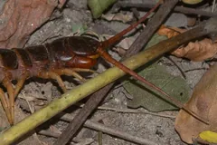 Reddish giant centipede crossing dry leaf litter beside a fallen stick