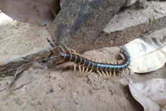 Dark giant centipede with pale legs crawling over sandy ground beside a wooden board