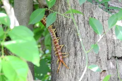 Giant centipede climbing a tree trunk among green leaves