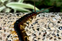 Giant centipede with yellow legs curving across a speckled stone wall