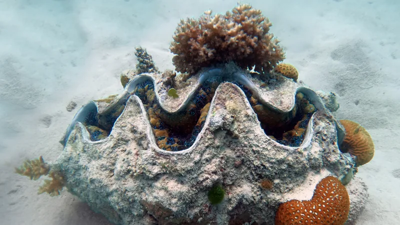 Giant clam with its wavy shell lips open on white sand, a small coral growing on top