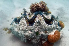 Giant Clam