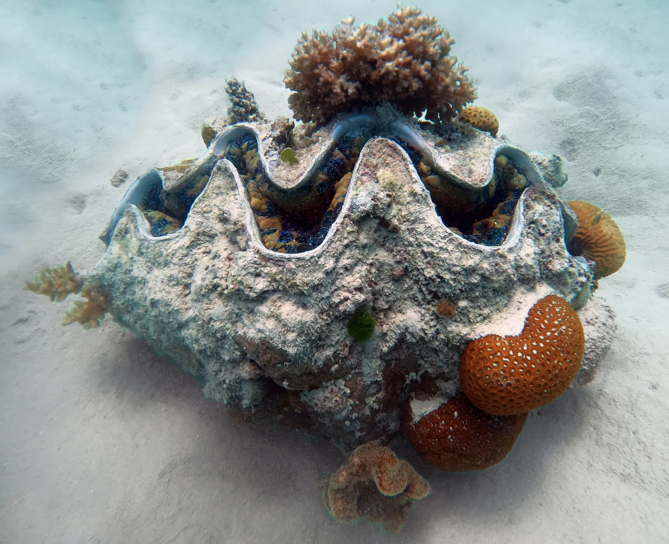 Giant clam with its wavy shell lips open on white sand, a small coral growing on top