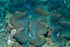 Huge giant clam on a reef, its mottled green mantle filling the gape of the shell