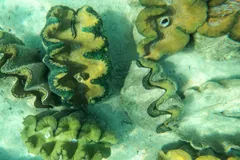 Two giant clams side by side on the seabed, their zigzag shell edges open
