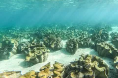 Rows of giant clams spread across a shallow sandy seabed in clear water