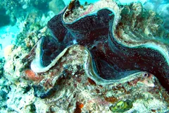 Giant clam crusted with coral growth, its blue-edged mantle showing between the shell lips