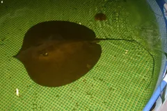 Giant Freshwater Stingray (Urogymnus polylepis) in wild river freshwater habitat