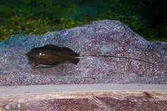 Giant Freshwater Stingray (Urogymnus polylepis) in wild river freshwater habitat
