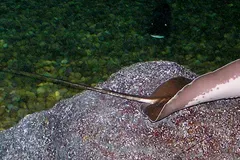 Giant Freshwater Stingray (Urogymnus polylepis) in wild river freshwater habitat