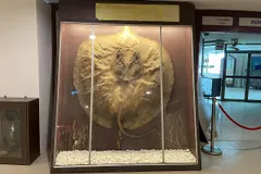 Giant Freshwater Stingray (Urogymnus polylepis) in wild river freshwater habitat