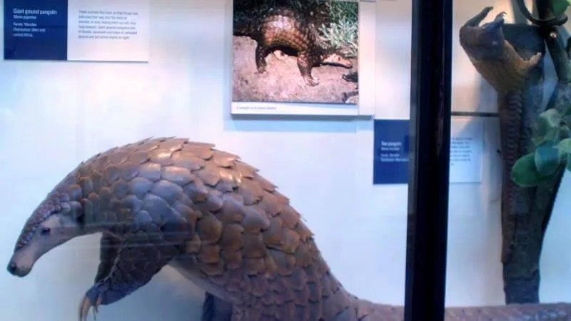 Giant Ground Pangolin in natural habitat