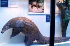 Giant Ground Pangolin in natural habitat