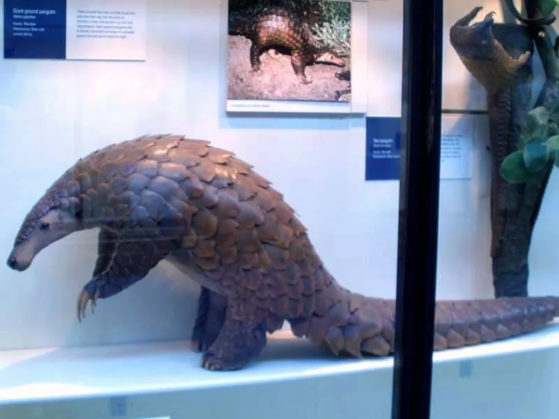 Giant Ground Pangolin in natural habitat