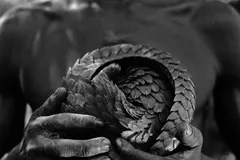 Ground Pangolin (Smutsia temminckii) foraging near Yagoi