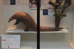 Giant Ground Pangolin in natural habitat