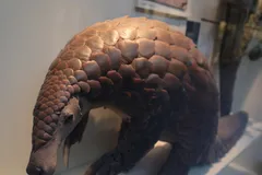 Giant Ground Pangolin in natural habitat