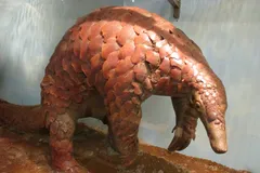 Giant Ground Pangolin in natural habitat