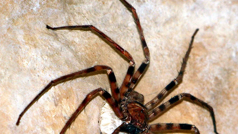 Giant huntsman spider with long banded legs guarding a white egg sac on a cave wall