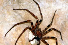 Giant Huntsman Spider
