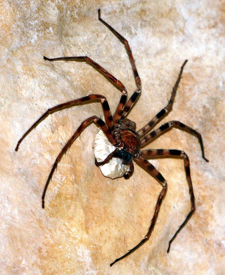 Giant huntsman spider with long banded legs guarding a white egg sac on a cave wall