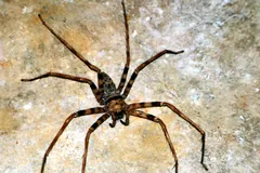 Giant huntsman spider spread across a pale cave wall, legs reaching outward