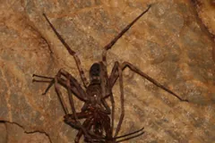 Female giant huntsman spider eating a male on a brown rock face