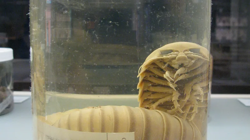 Giant Isopod in natural habitat