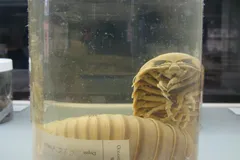 Giant Isopod in natural habitat
