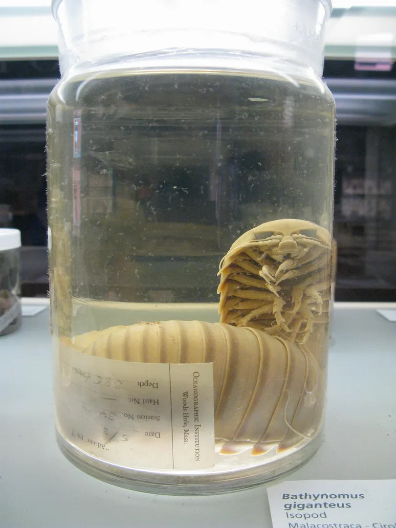 Giant Isopod in natural habitat