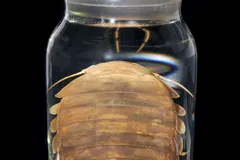 Giant Isopod in natural habitat