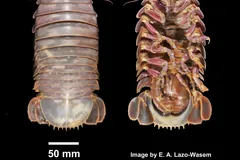 Giant Isopod in natural habitat