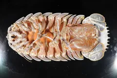 Giant Isopod in natural habitat