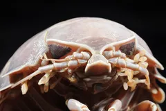 Giant Isopod in natural habitat