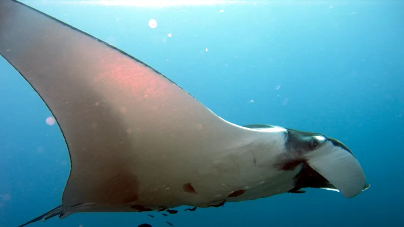 Giant Oceanic Manta Ray in natural habitat