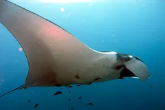 Giant Oceanic Manta Ray in natural habitat
