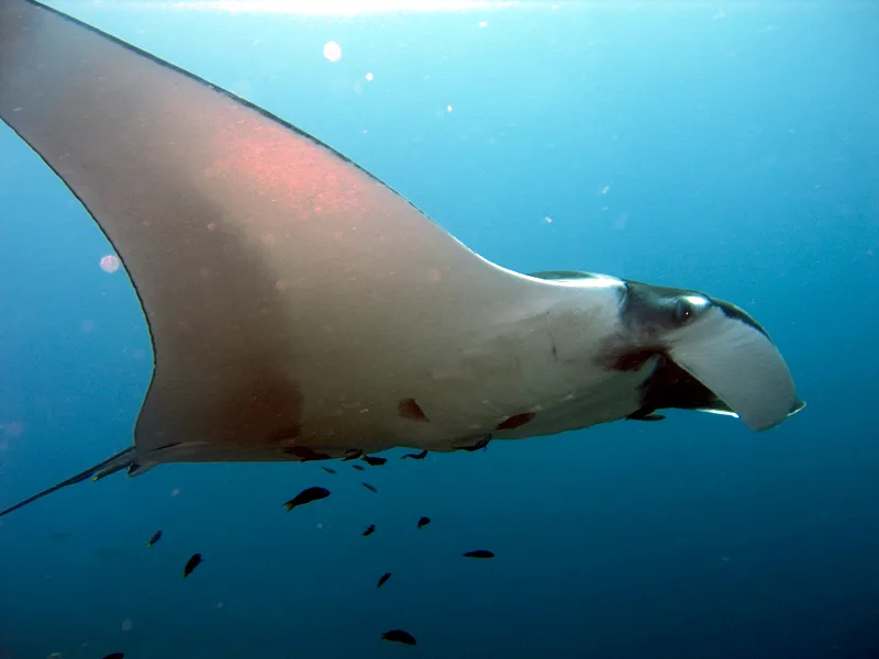Giant Oceanic Manta Ray in natural habitat