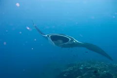 Giant Oceanic Manta Ray in natural habitat