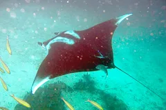 Giant Oceanic Manta Ray in natural habitat