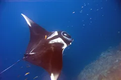 Giant Oceanic Manta Ray in natural habitat