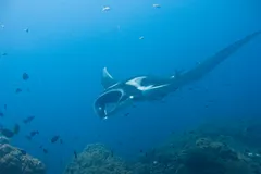 Giant Oceanic Manta Ray in natural habitat